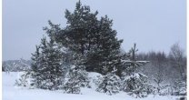 Садоводческое Товарищество Калезея - 2019