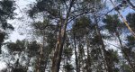 Калезея - 2021