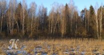 Садоводческое Товарищество Калезея - 2015