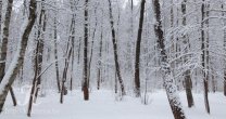 Садоводческое Товарищество Калезея - 2015