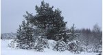 Калезея - 2019