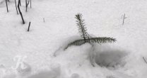 Садоводческое Товарищество Калезея - 2022