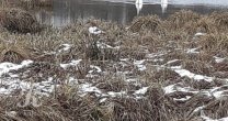 Садоводческое Товарищество Калезея - 2021