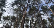 Садоводческое Товарищество Калезея - 2021
