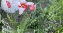 Садоводческое Товарищество Калезея - 2022