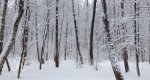Калезея - 2015