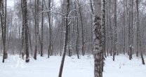 Садоводческое Товарищество Калезея - 2015
