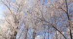 Калезея - 2014
