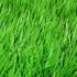 Новости Садоводческого Товарищества Калезея - Какую траву посеять, чтобы не косить? Вообще…